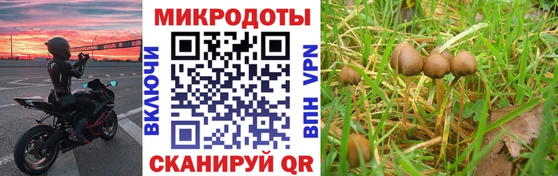 KRAKEN как войти Ессентукская Галлюциногенные грибы мухоморы